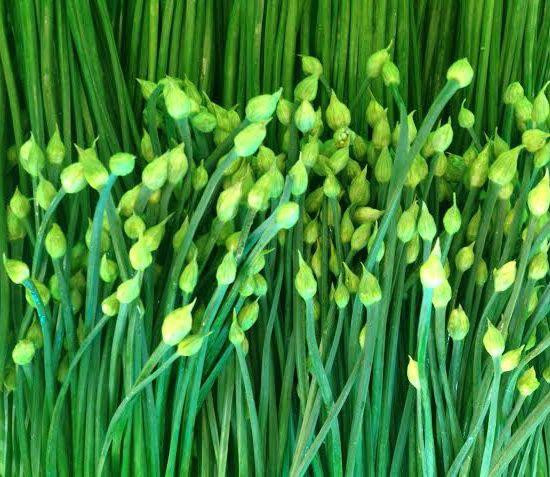 Bài thuốc dân gian điều trị gai gót chân bằng viên gạch và bông hẹ