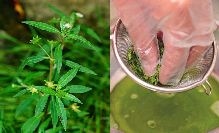 Điều trị viêm đường tiết niệu bằng cây cỏ mực với nước dừa tươi