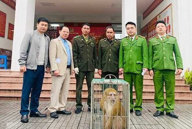 Hà Tĩnh: Tiếp nhận cá thể khỉ vàng do người dân giao nộp
