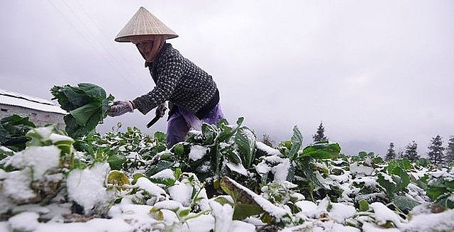 Chủ động ứng phó với rét đậm, rét hại và gió mạnh trên biển