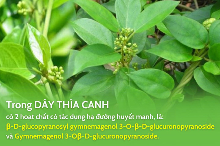 Dây thìa canh: thảo dược tiềm năng hỗ trợ kiểm soát bệnh tiểu đường