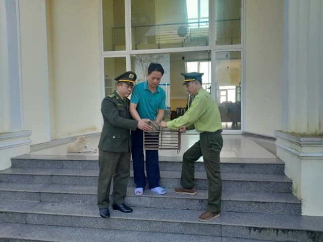 Thừa Thiên Huế: Một người dân phát hiện và giao nộp cá thể tê tê Java quý hiếm
