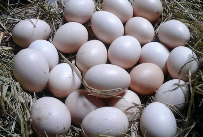 Bài thuốc dân gian điều trị đau mỏi vai gáy