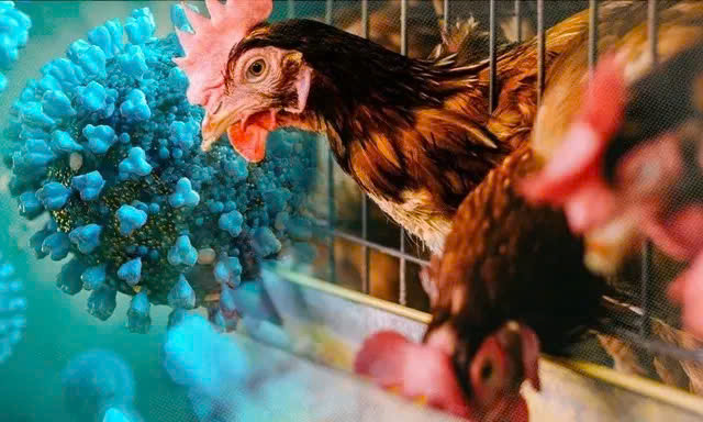 Thái Lan: Cảnh báo virus cúm gia cầm A (H5N1) lây sang động vật có vú
