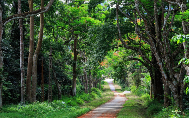 Hà Nội công bố hiện trạng rừng năm 2024