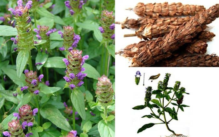 Bài thuốc điều trị bệnh gút từ thổ phục linh và hạ khô thảo