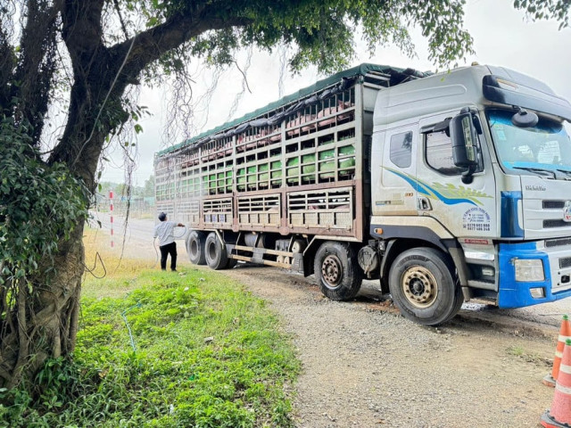 Gia Lai: Tập trung triển khai các giải pháp phòng, chống dịch bệnh động vật