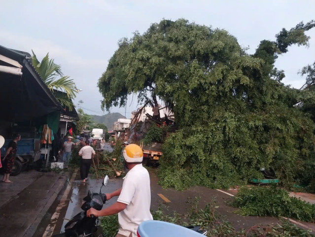 Lâm Đồng: Mưa lớn kèm giông lốc tại huyện Đạ Huoai khiến cây cổ thụ bật gốc đổ ra đường