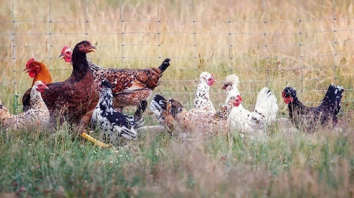 Campuchia: Ghi nhận 2 ca tử vong do cúm gia cầm H5N1