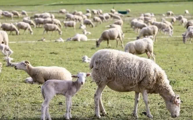 Anh: Lần đầu tiên phát hiện cúm gia cầm H5N1 ở cừu