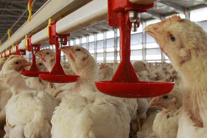 Campuchia: Ghi nhận thêm 1 ca tử vong do nhiễm virus cúm gia cầm H5N1