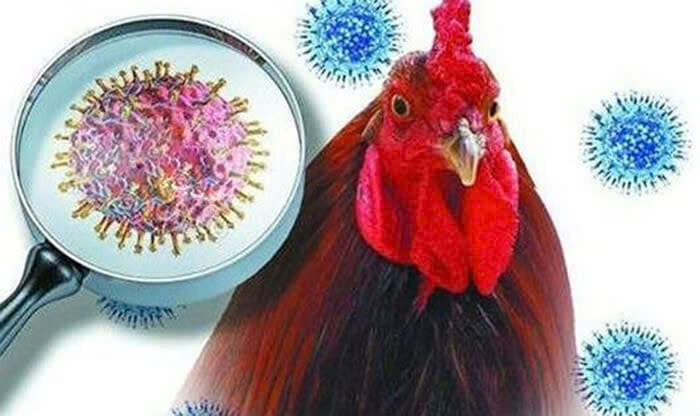 Mexico: Xác nhận ca nhiễm cúm gia cầm A/H5N1 đầu tiên ở người