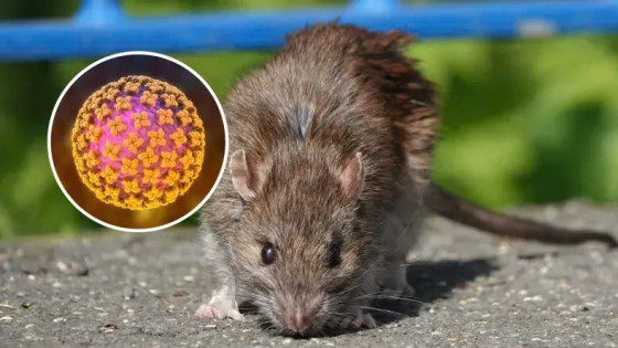 Mỹ: Cảnh báo nguy cơ tử vong do mắc virus hiếm lây lan từ chuột