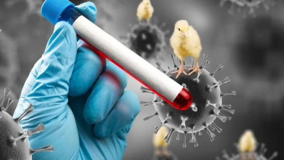 TP. HCM: Bé gái 8 tuổi viêm não do virus cúm gia cầm H5N1, nghi lây từ gà chết