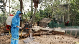 Bắc Ninh: Triển khai đồng bộ, quyết liệt các giải pháp phòng, chống dịch bệnh gia súc, gia cầm
