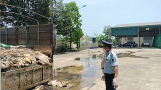 Thanh Hoá: Tiêu huỷ gần 5 tấn da trâu, da bò không rõ nguồn gốc xuất xứ