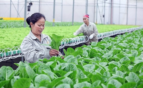 Thanh Hóa có 32 mô hình hợp tác xã nông nghiệp ứng dụng công nghệ cao