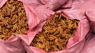 Lạng Sơn: Phát hiện, ngăn chặn 1.500 kg chân gà không rõ nguồn gốc xuất xứ