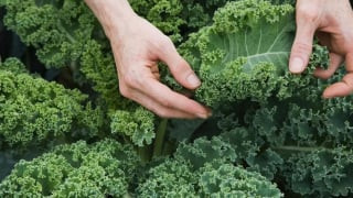 Loại rau quen thuộc ở Việt Nam được đánh giá "tốt nhất thế giới”
