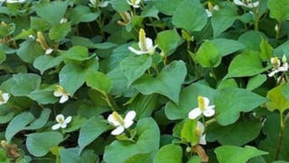 Những điều bạn chưa biết về rau diếp cá