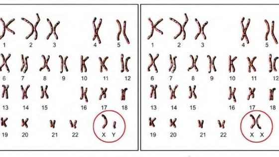 Cân bằng giới tính sinh học của thai nhi có quan trọng hay không?