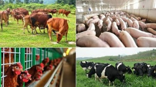 Hỗ trợ cơ sở sản xuất có động vật buộc phải tiêu hủy do dịch bệnh