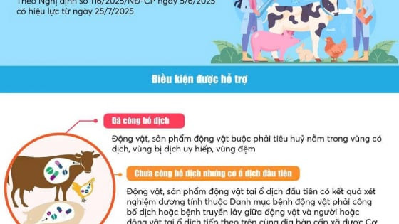 Infographics: Mức hỗ trợ cơ sở sản xuất có động vật tiêu huỷ khi có dịch