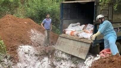 Dịch tả lợn châu Phi bùng phát tại các tỉnh miền núi phía Bắc