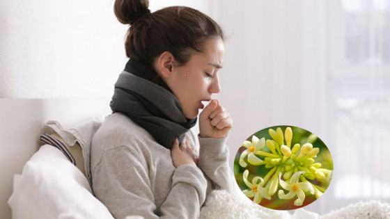 Khám phá 6 tác dụng quý của hoa đu đủ đực