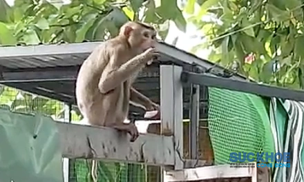 Khỉ xổng chuồng cắn 3 người, bị kiểm lâm bắn gây mê bắt giữ