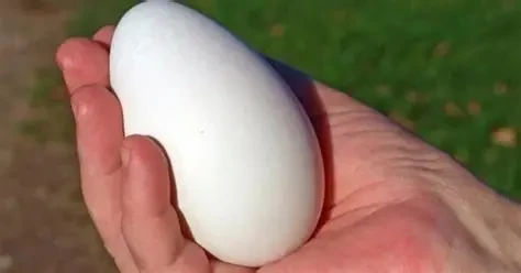 Trứng ngỗng có thực sự tốt cho bà bầu?