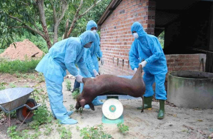 Khánh Hoà tiêu huỷ hơn 18 tấn lợn nhiễm dịch tả lợn châu Phi