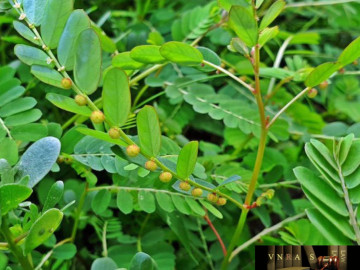 Cây chó đẻ răng cưa có công dụng gì?
