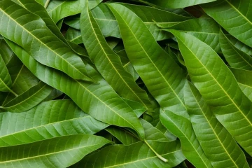 Lá xoài – Bí quyết tự nhiên cho làn da sáng khỏe và mịn màng