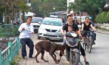 Từ 15/12, thả rông động vật nuôi ở nơi công cộng bị phạt tới 1 triệu đồng