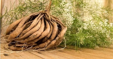 Cây thiên môn chùm: “thần dược” tự nhiên cho sức khỏe sinh sản