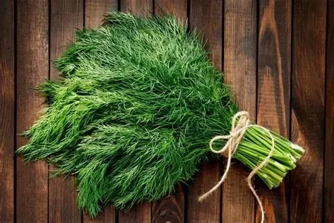 Rau thì là và tác dụng lợi sữa ở phụ nữ sau sinh