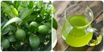 Tác dụng bất ngờ của lá chanh có thể bạn chưa biết