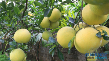 Kế hoạch phát triển sản xuất các giống bưởi đặc sản Hà Nội giai đoạn 2021-2025 đem lại hiệu quả cao