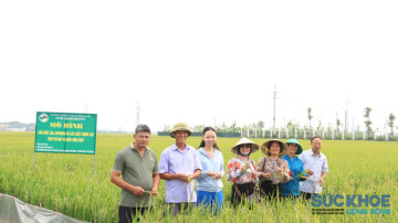Trung tâm Khuyến nông Hà Nội: Hạt nhân thúc đẩy sản xuất lúa Japonica và lúa chất lượng cao