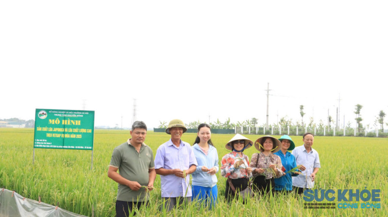 Trung tâm Khuyến nông Hà Nội: Hạt nhân thúc đẩy sản xuất lúa Japonica và lúa chất lượng cao