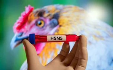 Ca tử vong đầu tiên do virus cúm gia cầm H5N5 hiếm gặp được ghi nhận trên thế giới