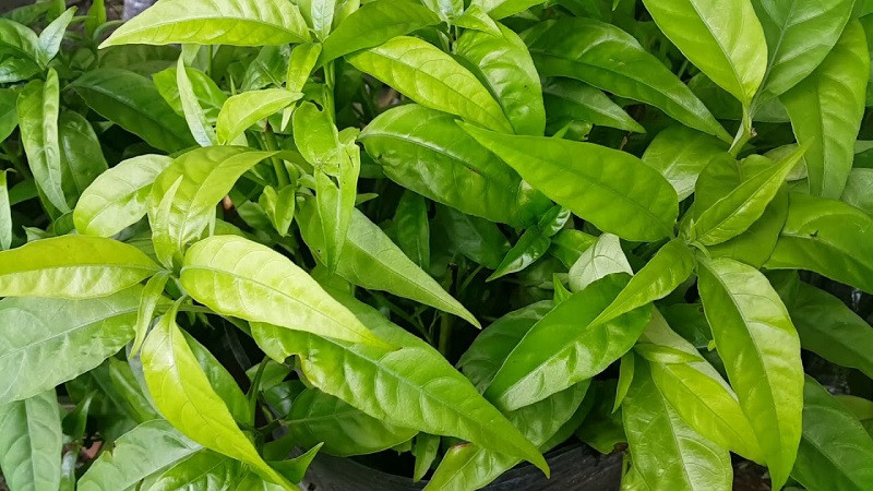 Bài thuốc với cây xương khỉ
