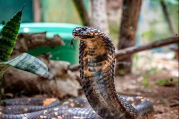 5 ngày, một bệnh viện tiếp nhận hơn 20 người bị rắn độc cắn