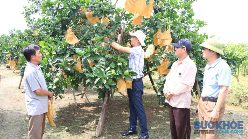 Hiệu quả rõ nét từ mô hình bưởi an toàn tại Quế Dương: Nông dân yên tâm sản xuất, giá bán ổn định
