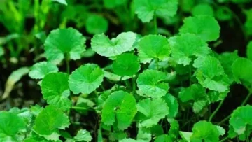 Những lợi ích của rau má đối với sức khỏe mà bạn nên biết