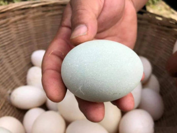 Có nên ăn sống trứng vịt không?