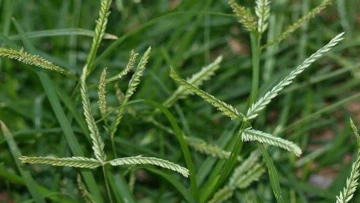 Cỏ mần trầu - Vị thuốc đẹp da, bổ máu, chữa nhiều bệnh