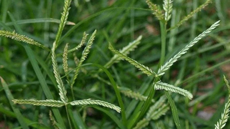 Cỏ mần trầu - Vị thuốc đẹp da, bổ máu, chữa nhiều bệnh