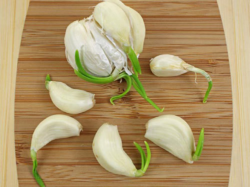 Có nên ăn tỏi mọc mầm không?